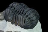 Morocops Trilobite - Foum Zguid, Morocco #165915-3